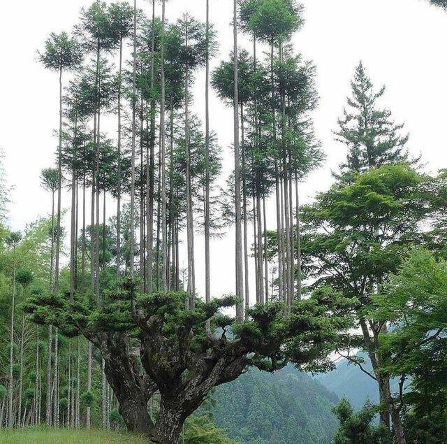 Daisugi, Seni Menumbuhkan Pohon Di Atas Pohon