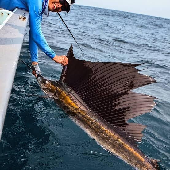 10 Daftar Ikan Perenang Tercepat di Dunia Yang Perlu Diketahui