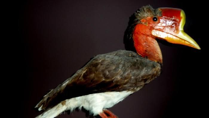 &#91;COC Reg. KalBar&#93; Burung Enggang Gading, Maskot Kalimantan Barat Penuh Historis!
