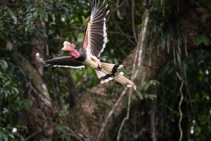 &#91;COC Reg. KalBar&#93; Burung Enggang Gading, Maskot Kalimantan Barat Penuh Historis!