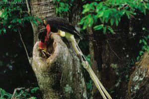 &#91;COC Reg. KalBar&#93; Burung Enggang Gading, Maskot Kalimantan Barat Penuh Historis!