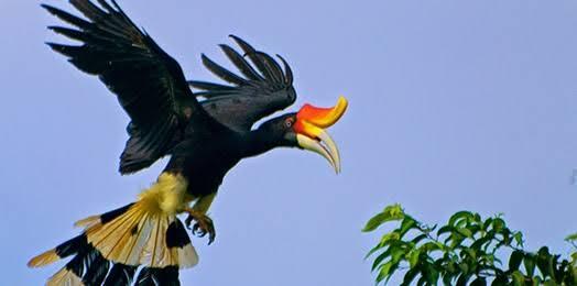 &#91;COC Reg. KalBar&#93; Burung Enggang Gading, Maskot Kalimantan Barat Penuh Historis!