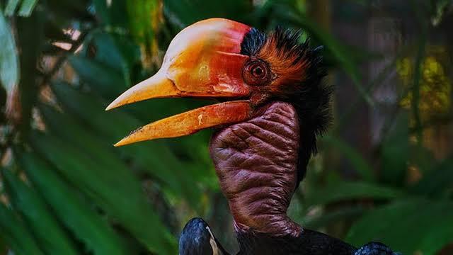 &#91;COC Reg. KalBar&#93; Burung Enggang Gading, Maskot Kalimantan Barat Penuh Historis!