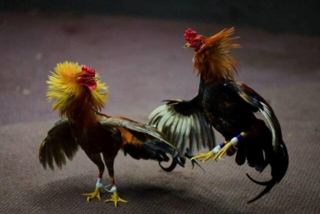 Seorang Polisi Tewas Diserang Ayam Jantan saat Gerebek Judi Sabung Ayam