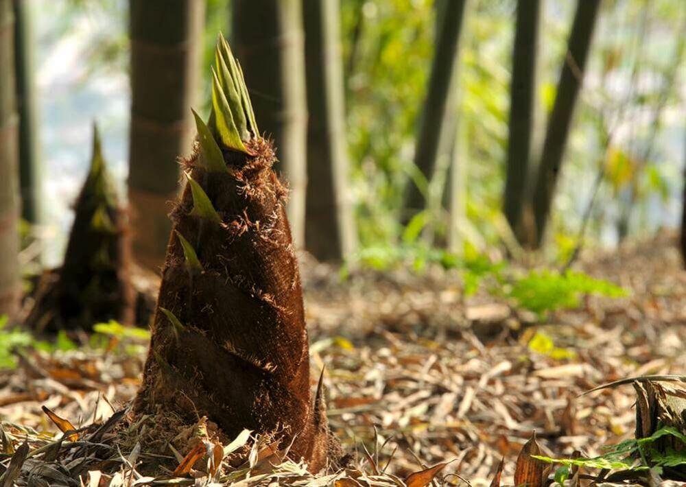 Tumbuhan Pemegang Rekor Dunia, Salah Satu Tumbuhan Ini Sering Kita Jumpai! 