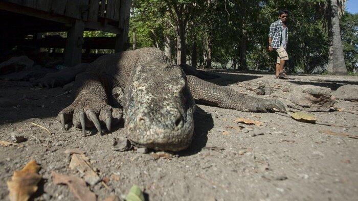 Ambisi Investasi Luhut dan Jokowi di Balik Komodo Vs Jurassic Park