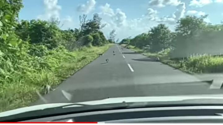&#91;COC Reg. KalTeng&#93; Misteri Kota Gaib, Kalap Gadur di Kalimantan Tengah