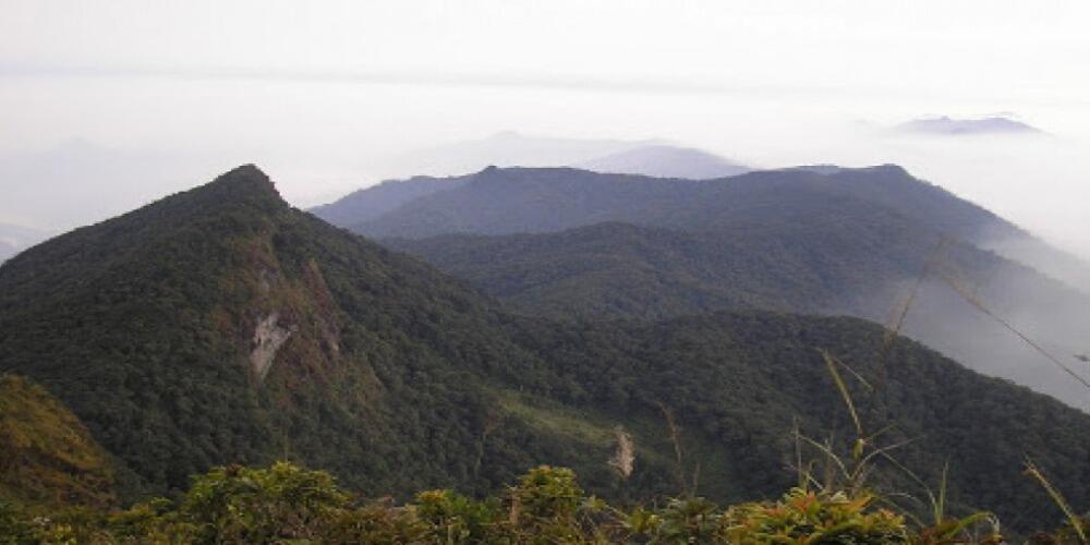 &#91;Coc Reg. KalSel&#93; Mitos Pohon Besar Gunung Halau-Halau KalSel