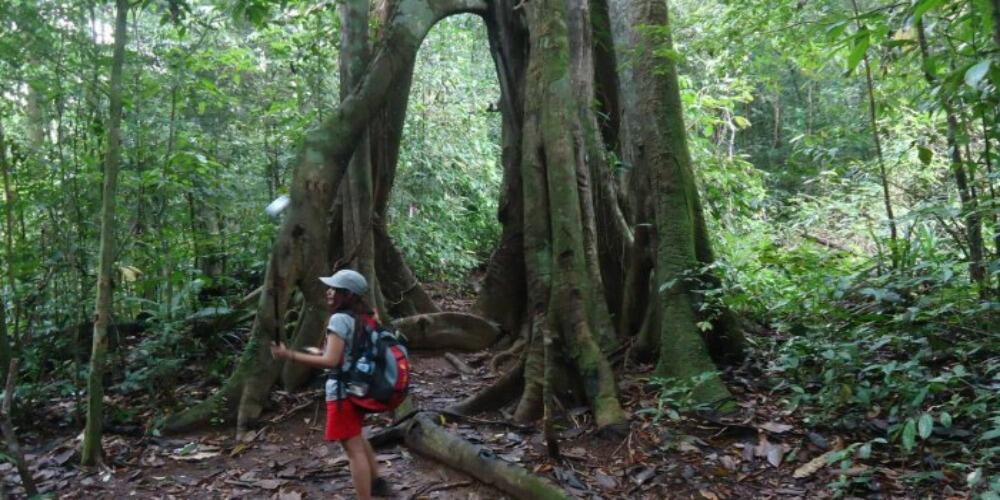 &#91;Coc Reg. KalSel&#93; Mitos Pohon Besar Gunung Halau-Halau KalSel