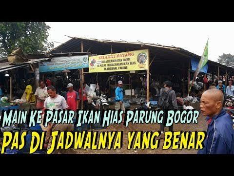 Ikan Cupang Termurah Di Indonesia Dan Cara Mengetahui Sizenya. 