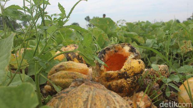 Kesal, Petani Hancurkan Buah Yang Gagal Panen! Netizen, Protes Sama Siapa?