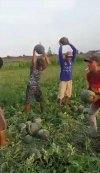 Kesal, Petani Hancurkan Buah Yang Gagal Panen! Netizen, Protes Sama Siapa?