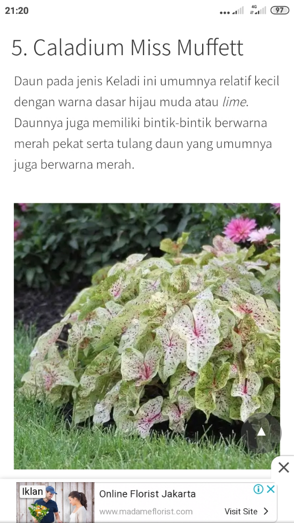 Bunga Keladi Indahnya Bila Dijadikan Desain Pakaian 
