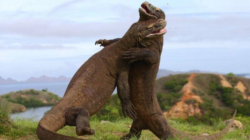 Foto viral memicu kekhawatiran tentang 'Jurassic Park' di Indonesia