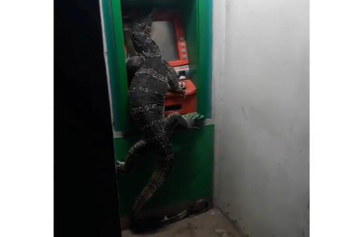 Heboh, Biawak Raksasa Mencengkeram Mesin ATM! Netizen: &quot;Mau Cek Saldo Ya?&quot;