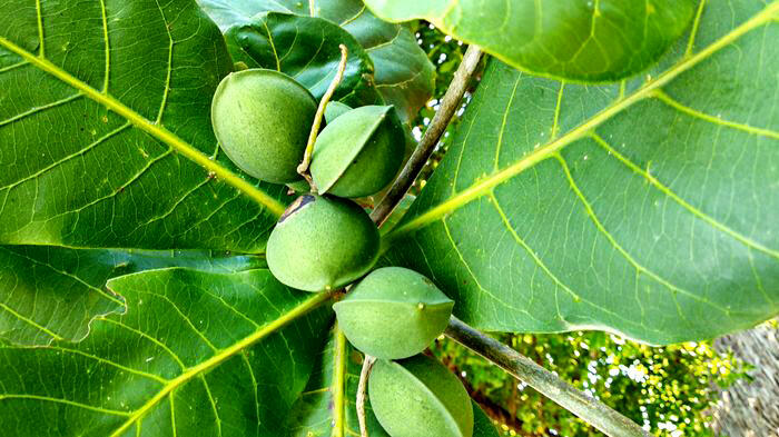 Kenali 7 Manfaat serta Fakta dari Pohon Ketapang