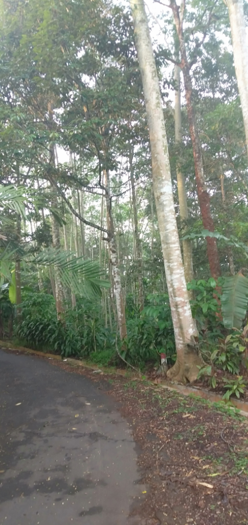 Investasi Pohon Sengon, Sekali Tanam Bisa Panen Berkali-kali Dengan Harga Fantastis
