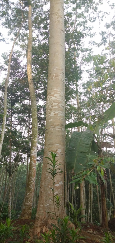 Investasi Pohon Sengon, Sekali Tanam Bisa Panen Berkali-kali Dengan Harga Fantastis
