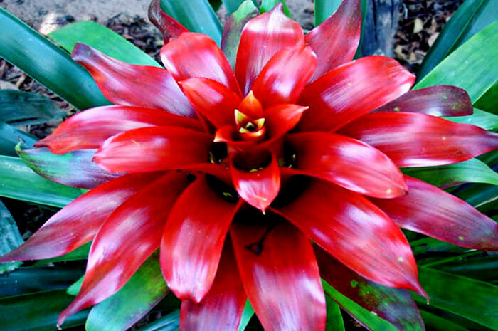 9 Cara Menanam Bunga Bromelia Supaya Berkembang Cantik