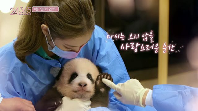 Blackpink Kesandung Kontroversi Gara-gara Berinteraksi dengan Bayi Panda