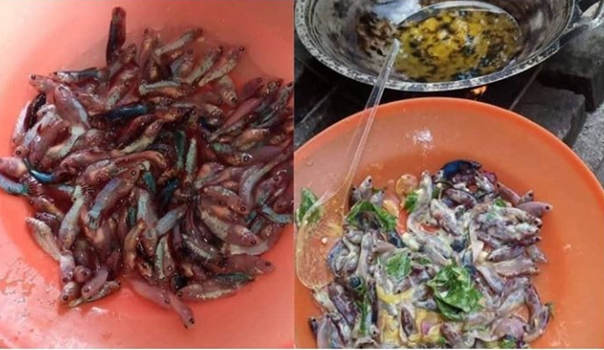 Heboh Sebaskom Ikan Cupang Digoreng Krispi, Netizen Menangis Melihat Ini!