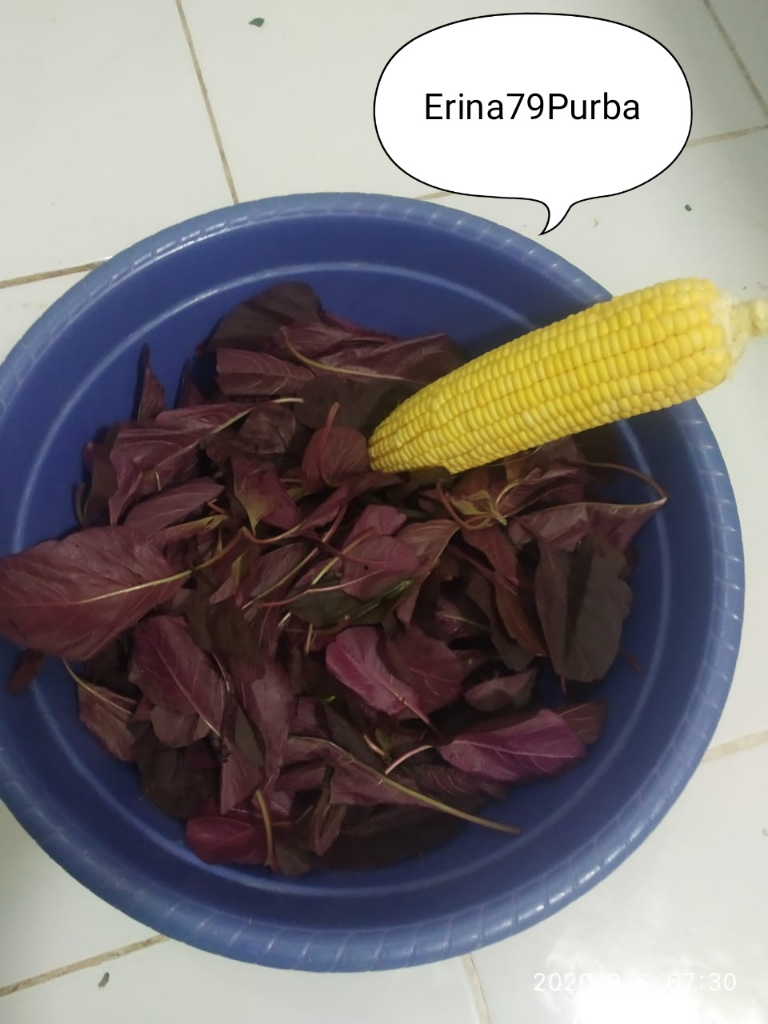 Memperkenalkan Sayur Bayam Merah Sejak Dini kepada Bua Hati