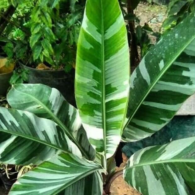 Viral Penampakan Daun Pisang Putih Layaknya Kain Mori, Warga Gempar!