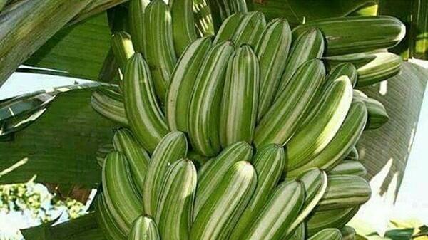 Viral Penampakan Daun Pisang Putih Layaknya Kain Mori, Warga Gempar!