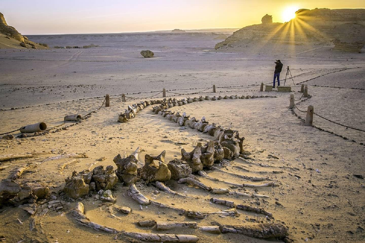 Wadi Al-Hitan! Gurun Pasir Yang Diisi Fosil Paus Di Mesir! Kok Bisa?