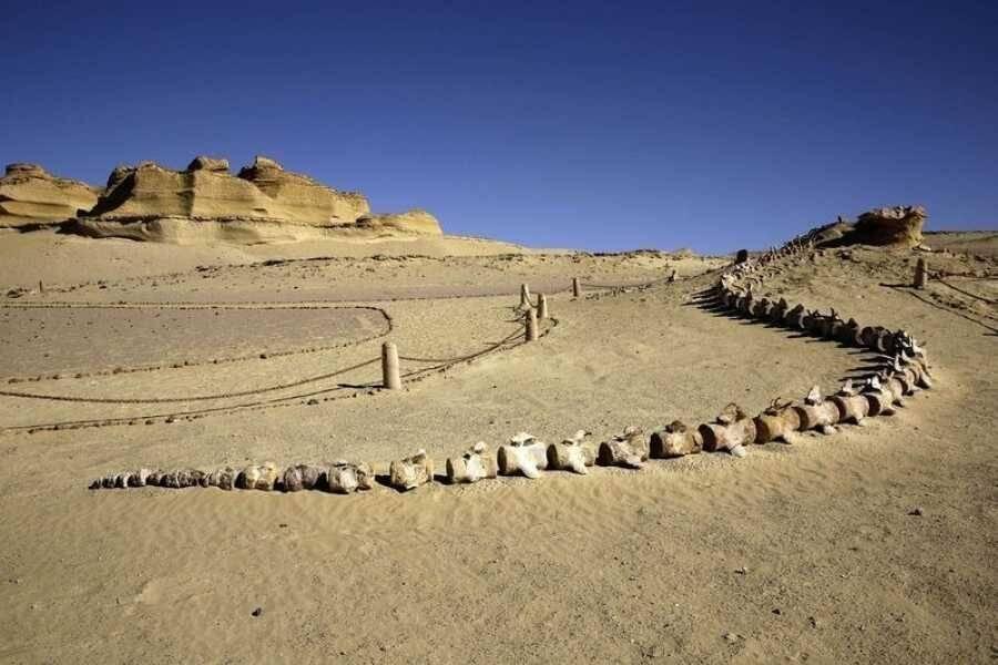 Wadi Al-Hitan! Gurun Pasir Yang Diisi Fosil Paus Di Mesir! Kok Bisa?