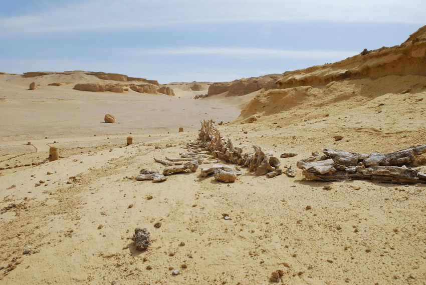 Wadi Al-Hitan! Gurun Pasir Yang Diisi Fosil Paus Di Mesir! Kok Bisa?