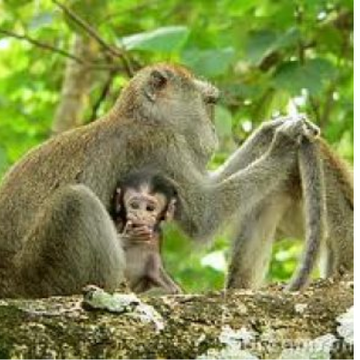 Mengagumkan, Induk Kera Bisa Menyelamatkan Anaknya yang Terjepit di Batu!