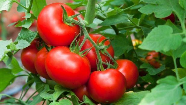 Tomat, Si Merah Mungil Yang Bikin Glowing