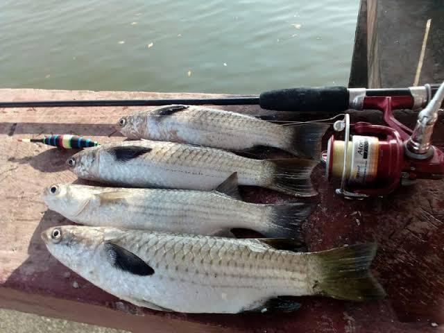 Mancing Belanak, Kata Siapa Mudah! (Bohong)