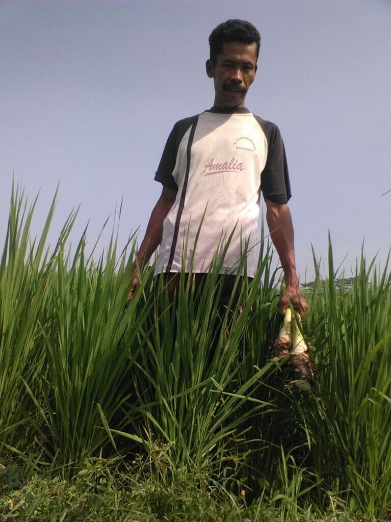 Berkat Kegigihan Pak Tanto, Kami Para Petani Beras Bisa Panen Beras Musim Ini.