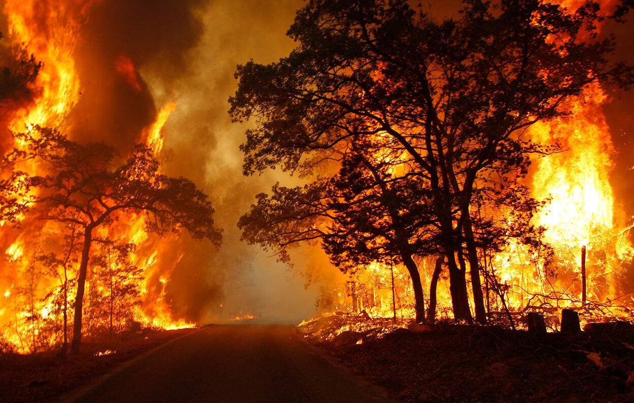 &#91;BREAKING NEWS&#93; 57 Ribu Hektar Hutan Papua Dibakar untuk Sawit