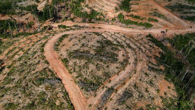 Masalah Kebakaran Hutan Papua, Siapakah yang Harus Bertanggungjawab?