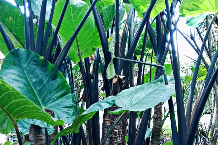 5 Cara Menanam Keladi Hitam Biar Hasil Melimpah
