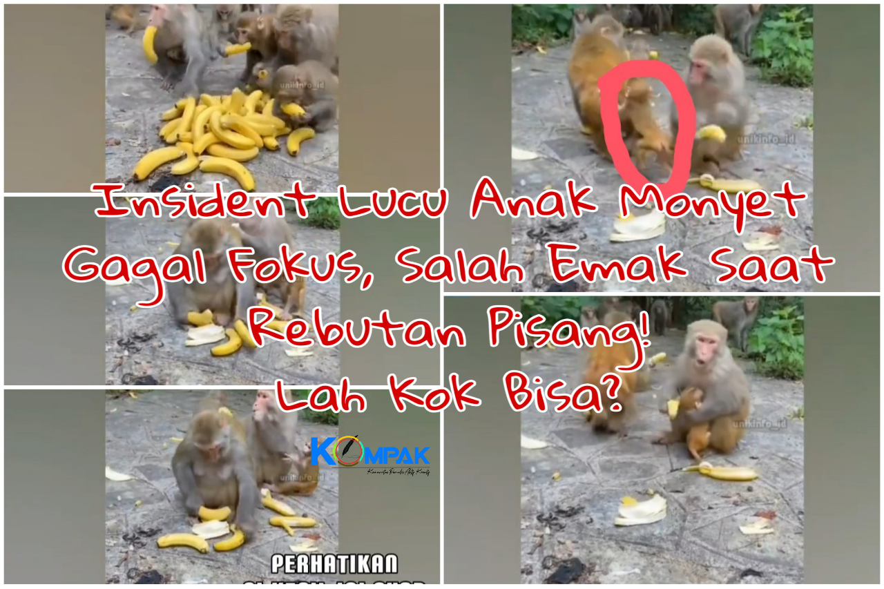 Insident Lucu Anak Monyet Gagal Fokus, Salah Emak Saat Rebutan Pisang! Lah Kok Bisa?