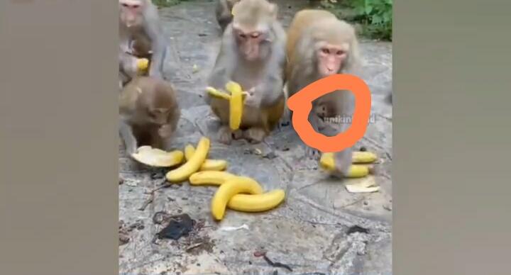 Insident Lucu Anak Monyet Gagal Fokus, Salah Emak Saat Rebutan Pisang! Lah Kok Bisa?