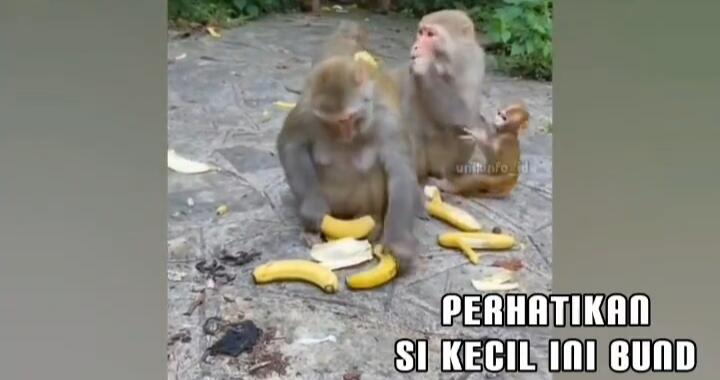 Insident Lucu Anak Monyet Gagal Fokus, Salah Emak Saat Rebutan Pisang! Lah Kok Bisa?