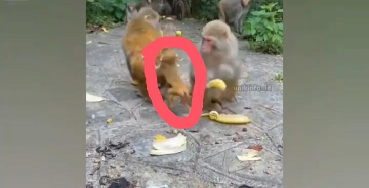 Insident Lucu Anak Monyet Gagal Fokus, Salah Emak Saat Rebutan Pisang! Lah Kok Bisa?