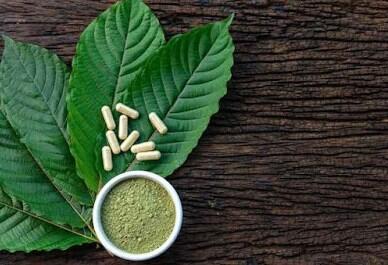 Ketahui Manfaat Daun Kratom Dan Resikonya