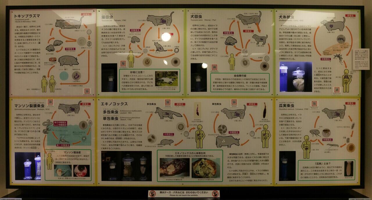 Melihat sampel asli parasit di museum parasit Jepang | Meguro Parasitological Museum