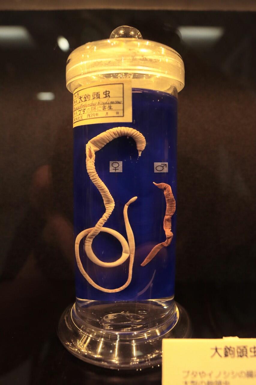 Melihat sampel asli parasit di museum parasit Jepang | Meguro Parasitological Museum