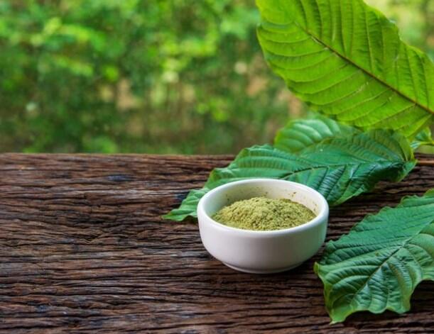 Manfaat dan Dampak Kratom, Pohon Asal Kalimantan yang Akan Dilarang BNN