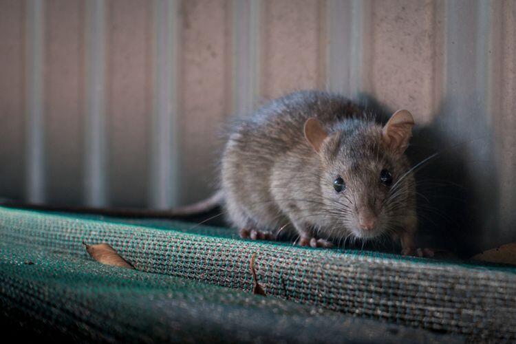 Kelinci Percobaan, Tapi Kenapa Percobaannya Menggunakan Tikus Bahkan