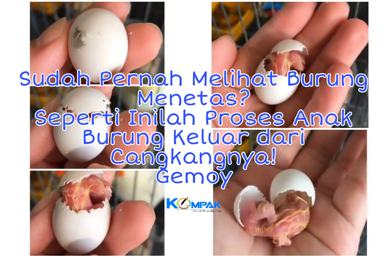 Pernah Lihat Burung Menetas? Seperti Ini Proses Burung Keluar dari Cangkangnya! Gemoy