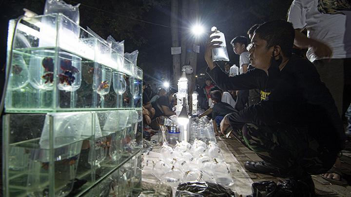 Demam Ikan Cupang, Satpol PP Bubarkan Kerumunan di Pasar Ikan Jatinegara