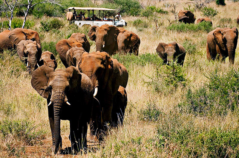 7 Taman Safari Terkenal di Dunia yang Kudu Didatangi